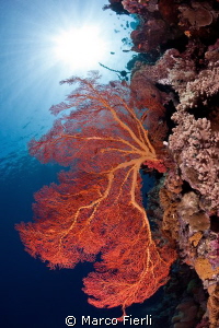 knotted sea fan by Marco Fierli 